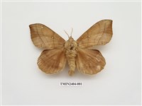 藏品(大灰枯葉蛾)的圖片